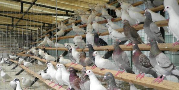 鴿子養殖大棚設計